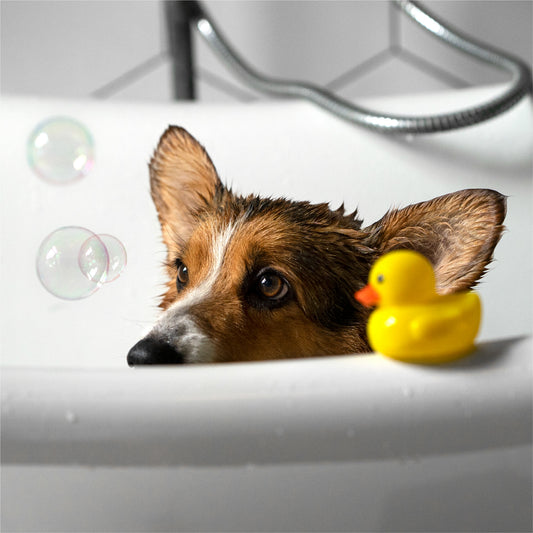 Bath Time Bliss: How to Make Your Dog’s Bathing Routine Stress-Free