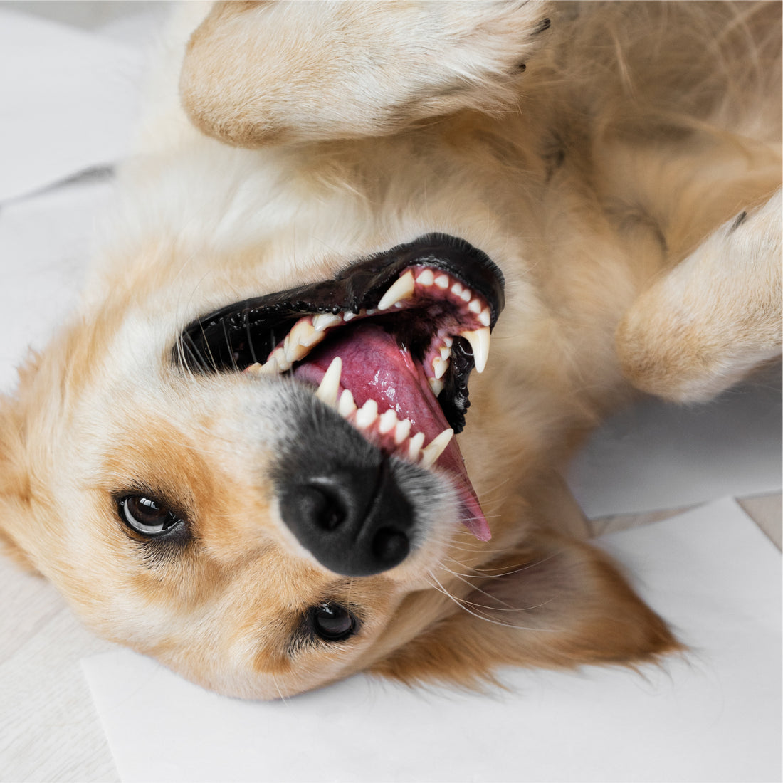 Fresh Breath, Happy Life: Why Your Dog’s Dental Health Matters