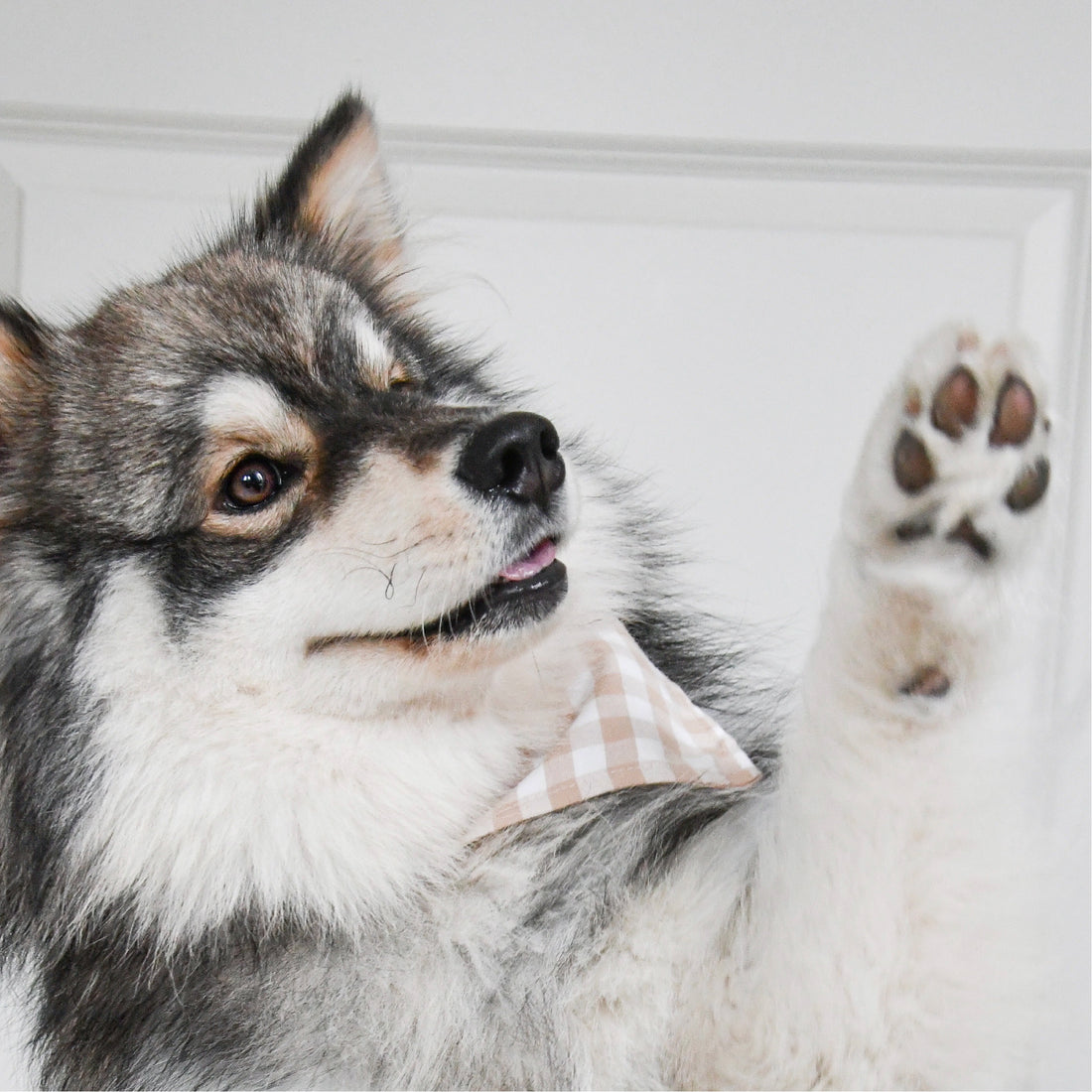 Paw-sitive Care: Why Your Dog’s Paws Deserve Extra Attention